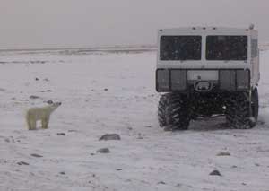 Male Polar Bear Contemplating a Tundra Buggy