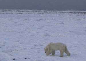 Male Polar Bear Walking Over Ice Flows Stranded on the Shore