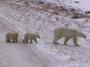 Mother and Cubs Turn To the Sea and Walk
Slowly Down the Slope to Beach
